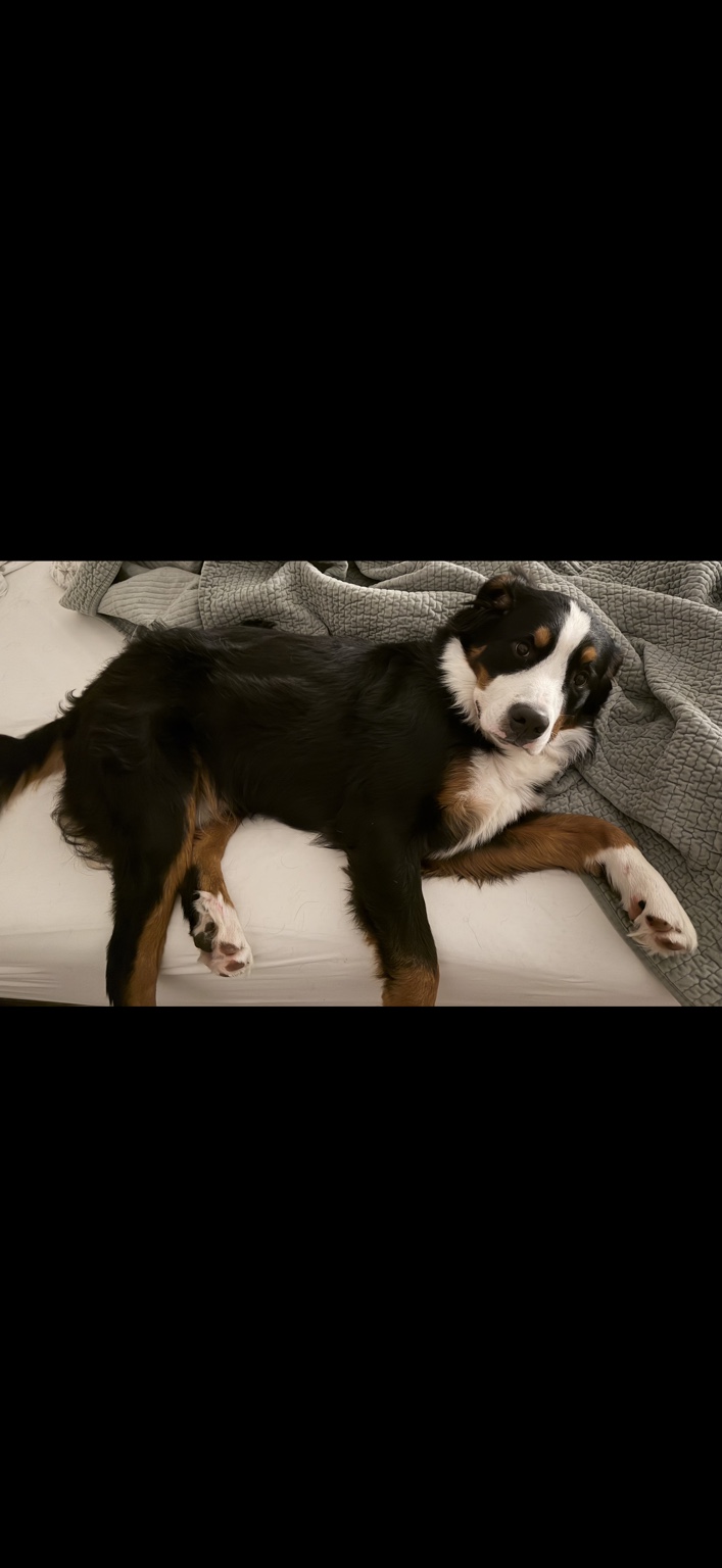 Tucker lying on a bed looking at the camera