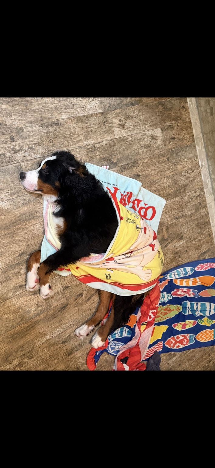 Tucker wrapped in a colorful towel on the floor