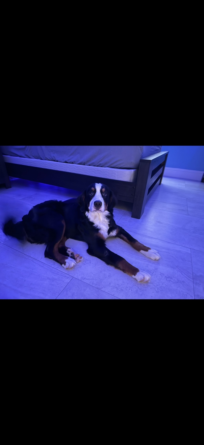 Tucker lying on the floor under blue lighting