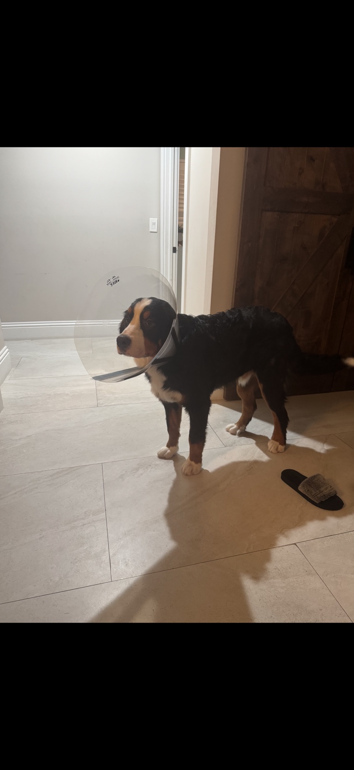 Tucker standing indoors wearing a cone