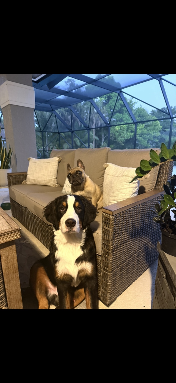 Tucker sitting on an outdoor patio