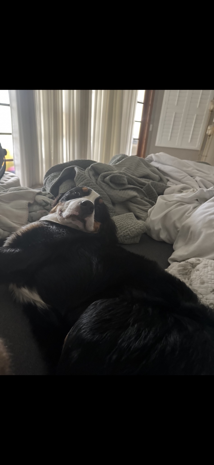 Tucker lounging on a bed with a funny expression