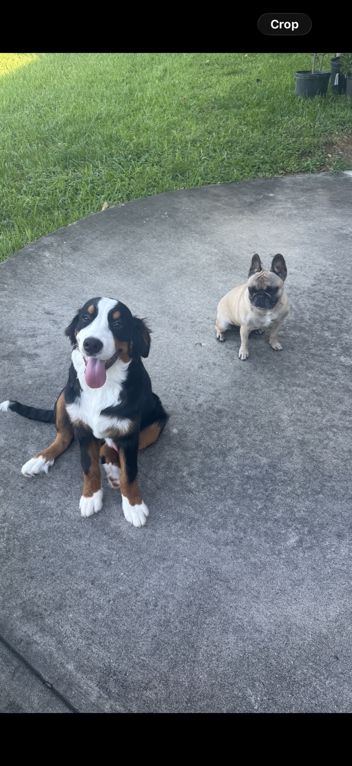 Tucker sitting outside next to a smaller dog